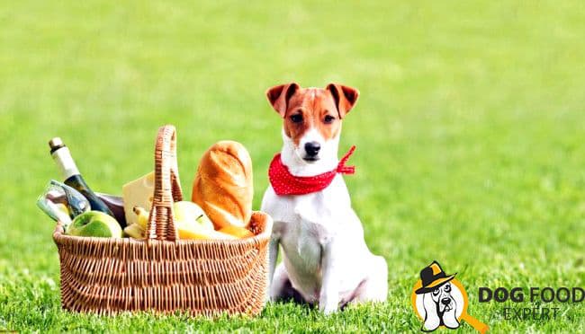 How to feed Jack Russell Terrier Puppy and an adult dog