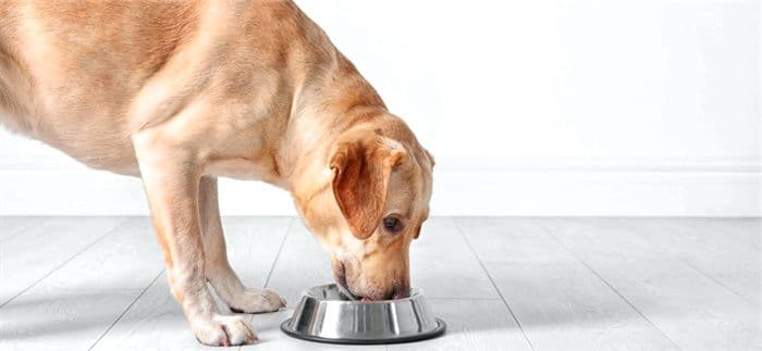 Diet for dogs: healthy food