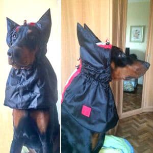 Clothing for dogs