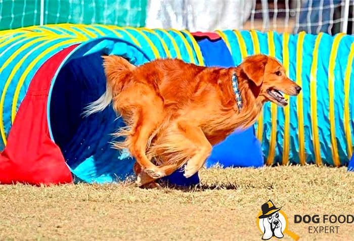 Dog breeds for agility