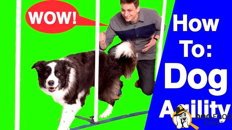 Dog Agility Training - what is it and how to teach a dog will need special shells