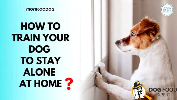 How to train a dog at home? It is necessary to