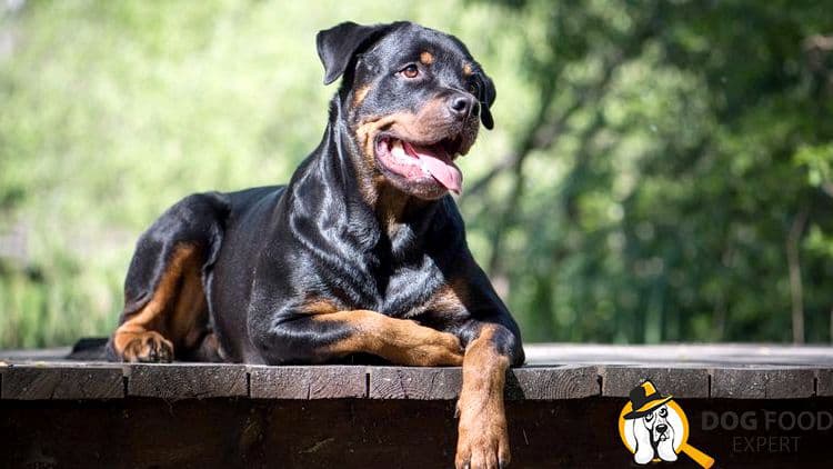 How to train a Rottweiler? Training: features and rules Usually this is