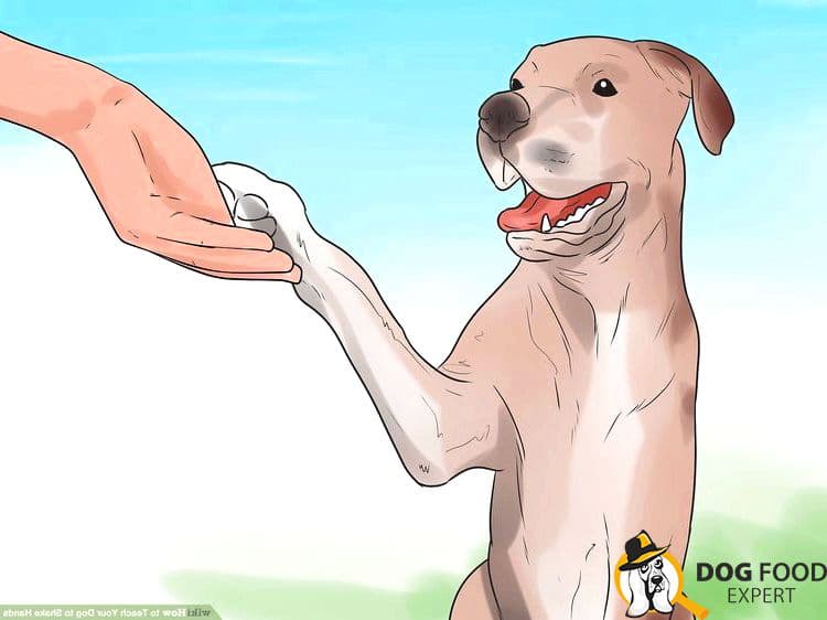 Trick dog training Shake paw It is important to hold