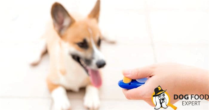 Dog training clicker: what is it for and how to use it